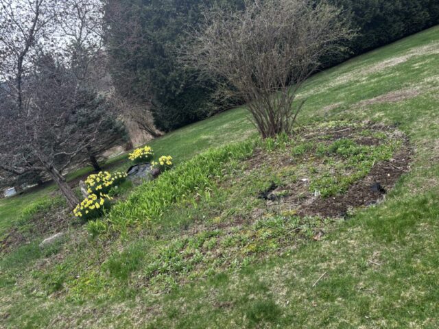 Garden, before garden photo, then, overgrown garden bed,