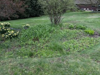 before photos, unruly garden, overgrown garden, garden redesign