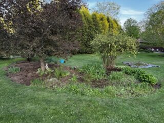 in the garden, garden overhaul, weeding the garden, transplanting,