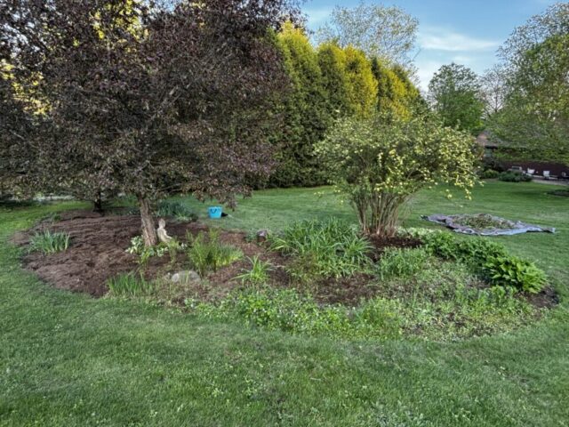 in the garden, garden overhaul, weeding the garden, transplanting,
