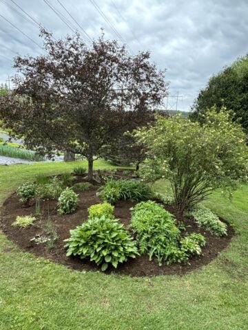 After photos, garden, garden bed, redesigned garden bed, new planting, weeding