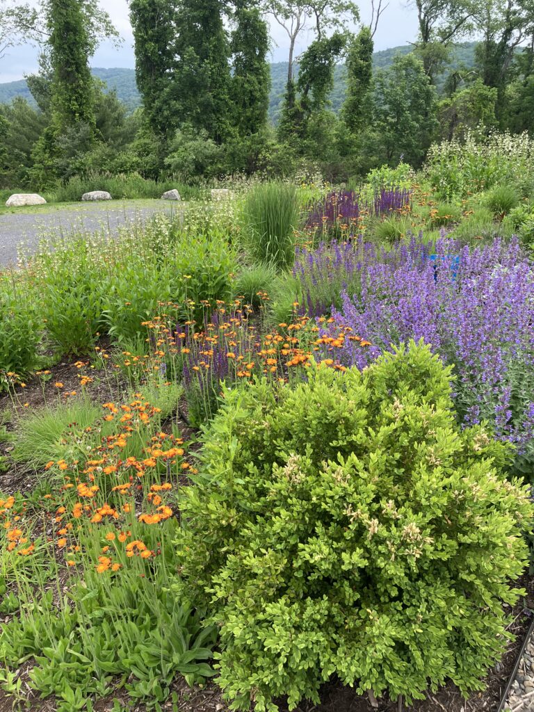 Native Gardening, flowers, flower beds, native plants, organic gardening