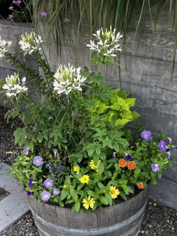 flowers, flower container, spider flower, annuals, perennials, zinnia, garden petunia, Lantana