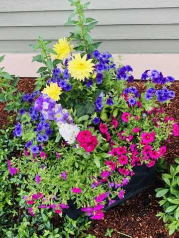 annuals, perennials, flowers, flower containers, plants, dahlia, garden petunia