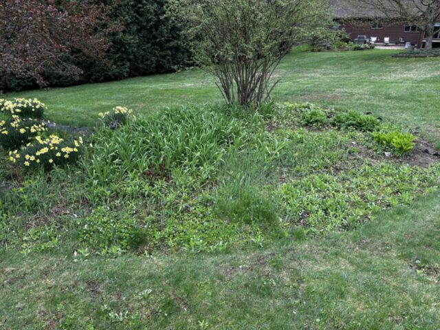 Before, before photo, before garden, garden maintenance, weeding, reclaiming garden