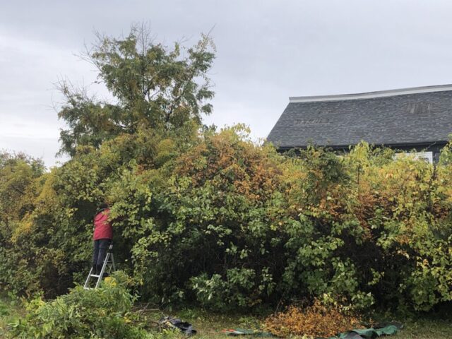 Before photo, Bittersweet eradication, invasive plants, overgrown garden, lilac trees, wisteria, weeds