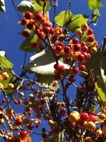 bittersweet, Celastrus scandens, American bittersweet, invasive plants,