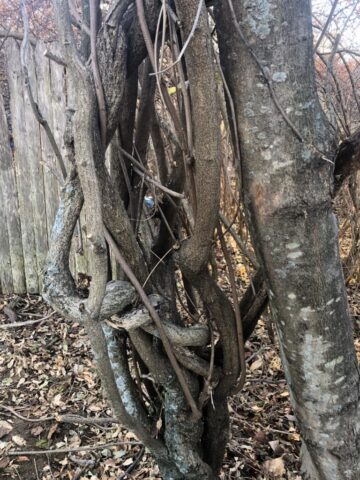 Bittersweet vines, Wisteria vines, invasive plants, plant eradication