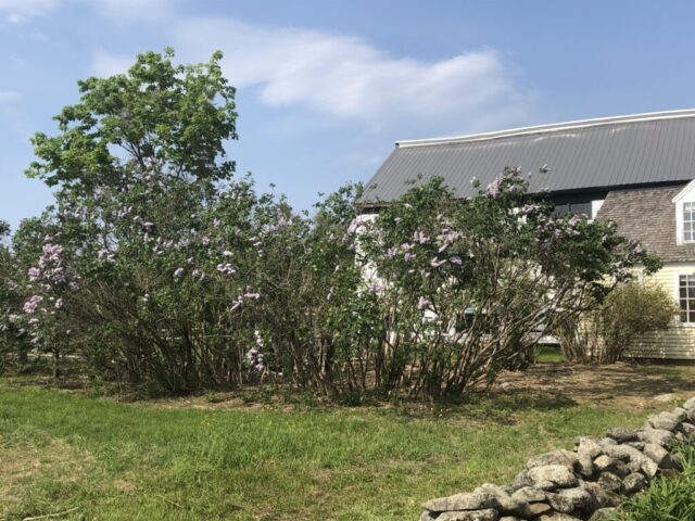 After photo, lilac trees, bittersweet removed, garden, garden maintenance